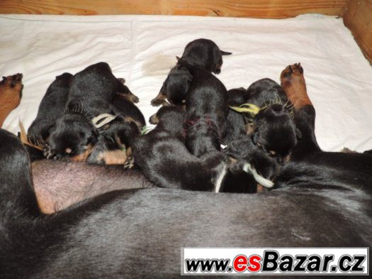 Štěňata rottweilerů s PP (FCI) – fotografie 4