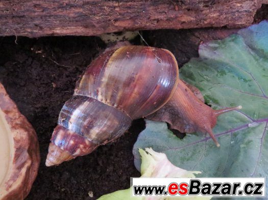 Nabízím šneky achatina folica. – fotografie 1