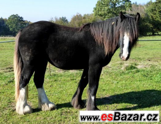Irský cob - pěkná klisna 1,5 roku – fotografie 1