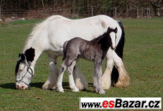 Irský cob - pěkná klisna 1,5 roku – fotografie 5