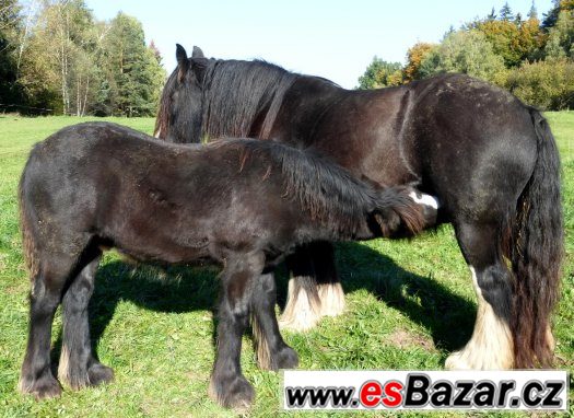 Irský cob - nádherný mohutný hřebeček – fotografie 5