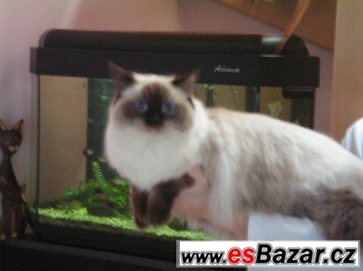 Ragdoll s PP ze zahraničního krytí ve Francii – fotografie 1