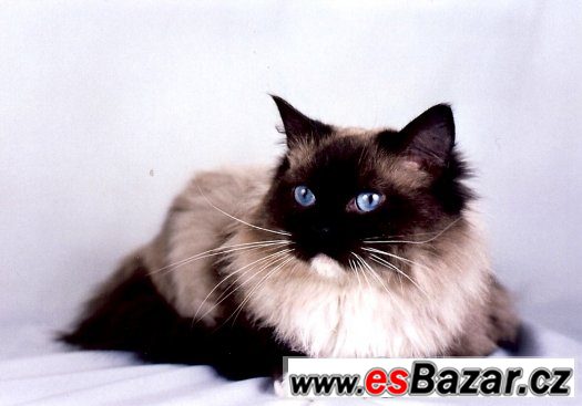 Ragdoll s PP ze zahraničního krytí ve Francii – fotografie 2