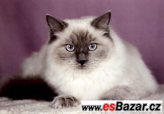 Ragdoll s PP ze zahraničního krytí ve Francii – fotografie 3