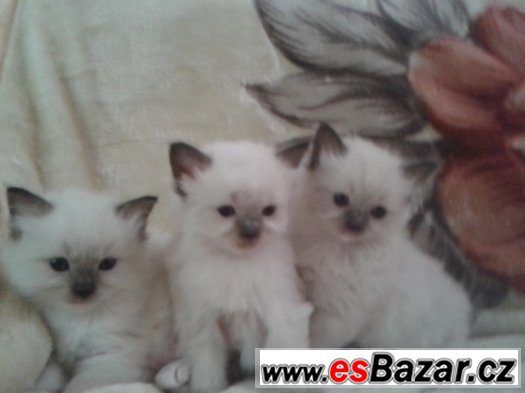 Ragdoll koťátka s PP – fotografie 2
