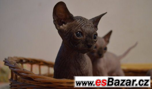 Sphynx s PP koťátka – fotografie 1