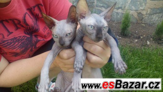 Sphynx s PP koťátka – fotografie 2