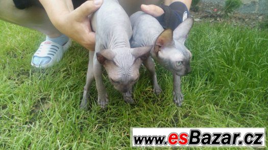 Sphynx s PP koťátka – fotografie 3