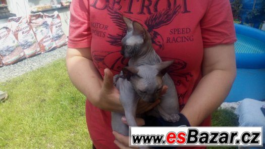 Sphynx s PP koťátka – fotografie 4