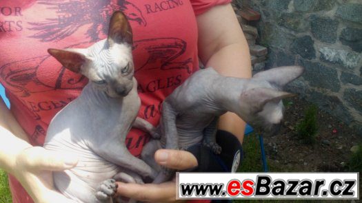 Sphynx kluk s PP 7 měsíční za 8.000,- – fotografie 3
