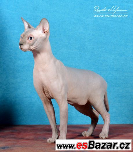 Sphynx kluk s PP 7 měsíční za 8.000,- – fotografie 4