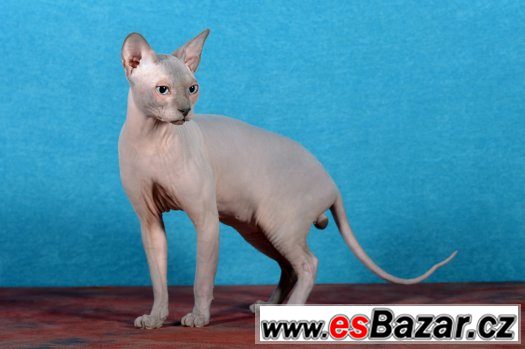 Sphynx kluk s PP 7 měsíční za 8.000,- – fotografie 5