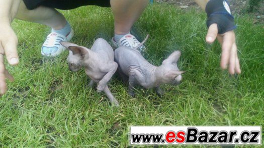 Sphynx, dvě holky+kluk s PP 7 měsíců – fotografie 2