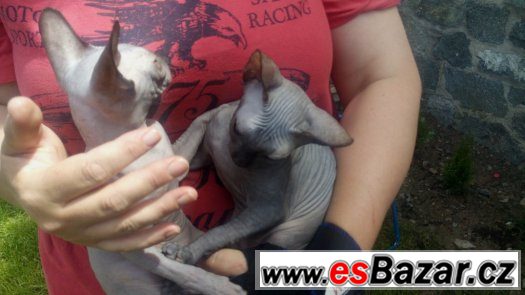 Sphynx, dvě holky+kluk s PP 7 měsíců – fotografie 5