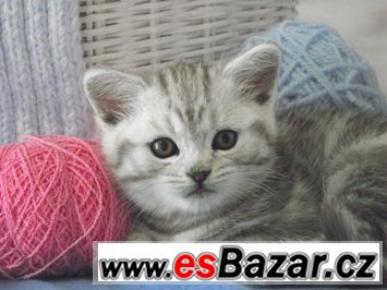 Britská koťátka bez PP, v mramorovaném zbarvení /WHISKAS/ – fotografie 1