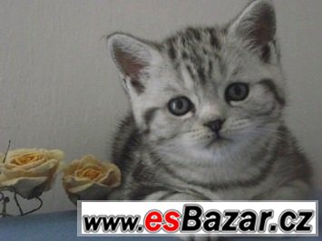 Britská koťátka bez PP, v mramorovaném zbarvení /WHISKAS/ – fotografie 2
