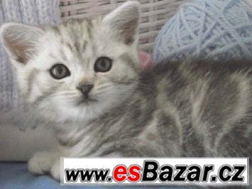 Britská koťátka bez PP, v mramorovaném zbarvení /WHISKAS/ – fotografie 3