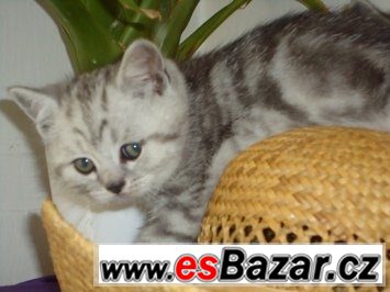 Britská koťátka bez PP, v mramorovaném zbarvení /WHISKAS/ – fotografie 4