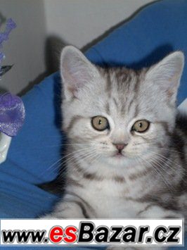 Britská koťátka bez PP, v mramorovaném zbarvení /WHISKAS/ – fotografie 5