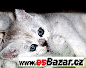 Britská koťátka mramorovaná /Whiskas/,tečkovaná a – fotografie 1