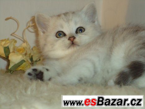 Britská koťátka mramorovaná /Whiskas/,tečkovaná a – fotografie 4