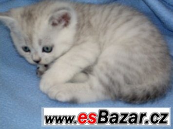 Britská koťátka mramorovaná /Whiskas/,tečkovaná a – fotografie 5
