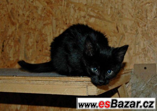 Darujeme nalezenou kočičku – fotografie 1