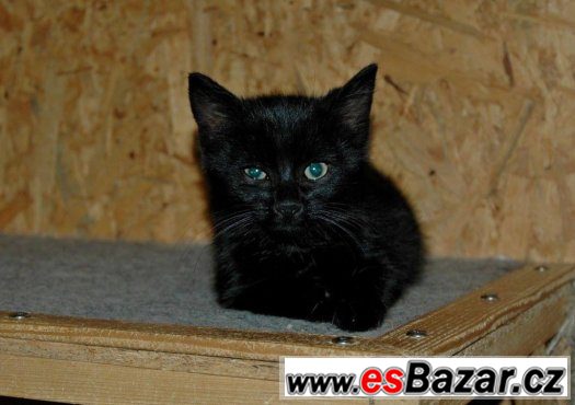 Darujeme nalezenou kočičku – fotografie 3