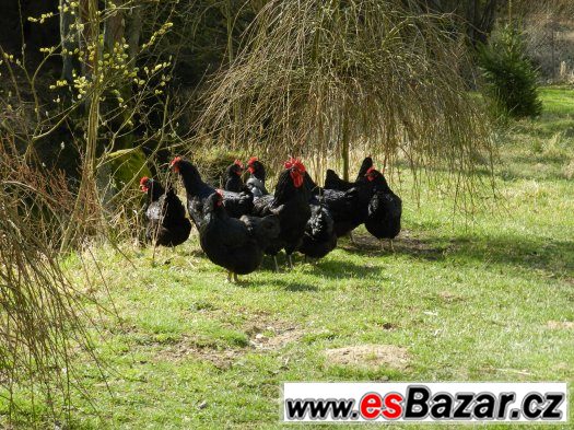 Prodam slepice a kohouty Jersey Giant – fotografie 1