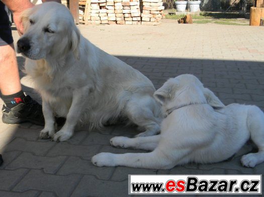Labrador – fotografie 1