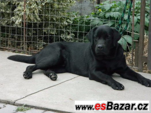 Labradorský retrívr – fotografie 3