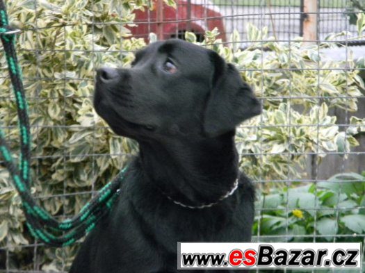 Labradorský retrívr – fotografie 4