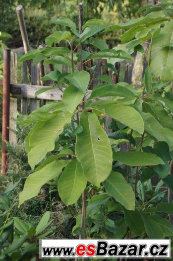 Magnolia obovata a další zajímavé rostliny – fotografie 1