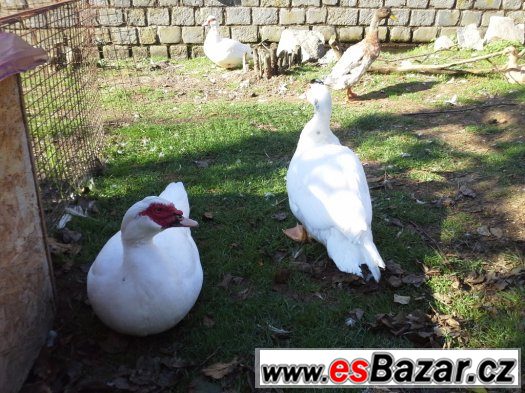 Prodám chovný pár kachny pižmové. – fotografie 2