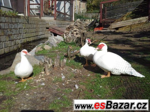 Prodám chovný pár kachny pižmové. – fotografie 3