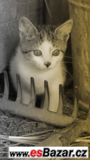 Daruji koťátko – fotografie 1