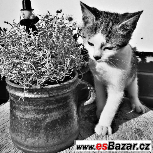 Daruji koťátko – fotografie 2