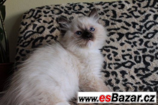 Ragdoll koťátka s PP – fotografie 1