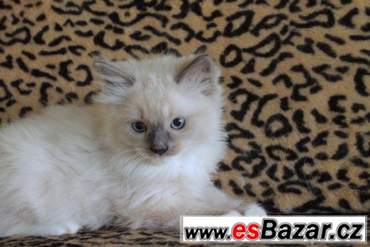 Ragdoll koťátka s PP – fotografie 4