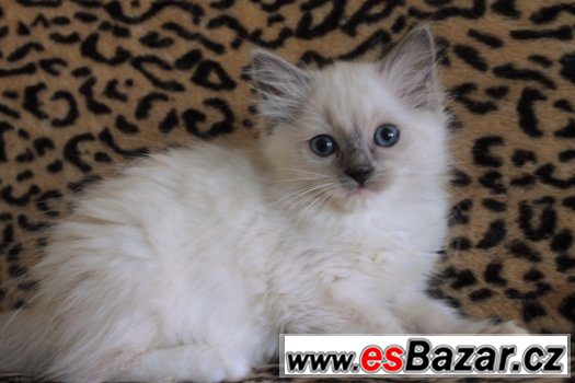 Ragdoll koťátka s PP – fotografie 5