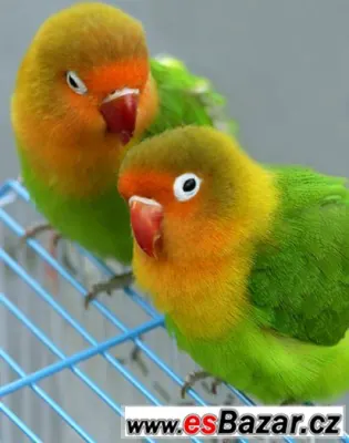 Prodam SAMICE agapornis fiseri