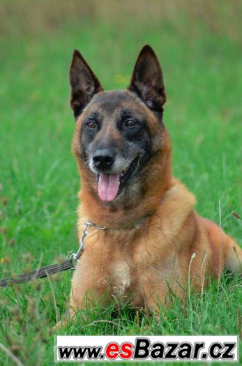 belgický ovčák malinois - nabídka ke krytí – fotografie 2