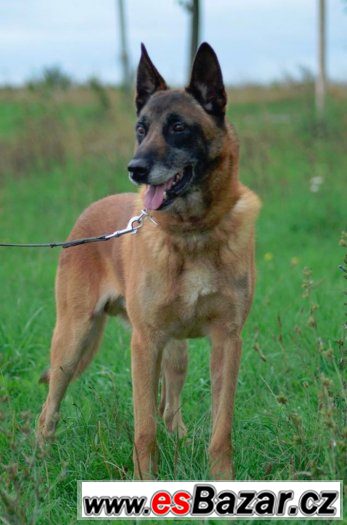 belgický ovčák malinois - nabídka ke krytí – fotografie 3
