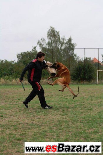 belgický ovčák malinois - nabídka ke krytí – fotografie 4