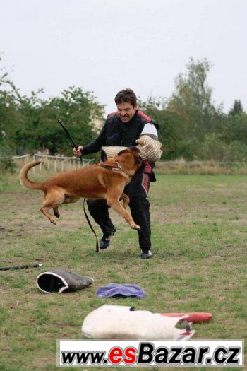 belgický ovčák malinois - nabídka ke krytí – fotografie 5