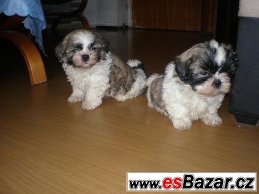 Shih-tzu – fotografie 1