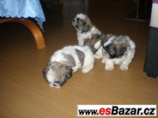 Shih-tzu – fotografie 2