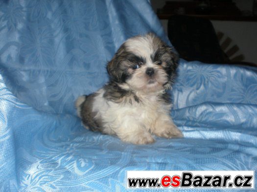 Shih-tzu – fotografie 4