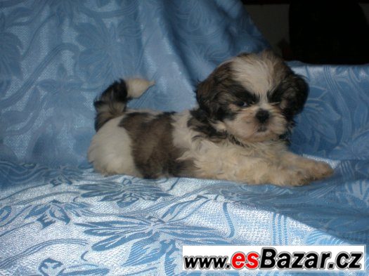 Shih-tzu – fotografie 5