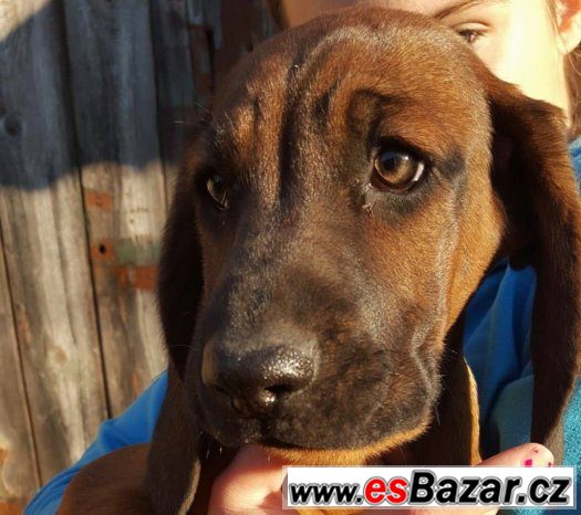 Štěňata bavorských barvářů – fotografie 3